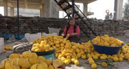 Adana’da atıl limonları ekonomiye kazandırıyorlar