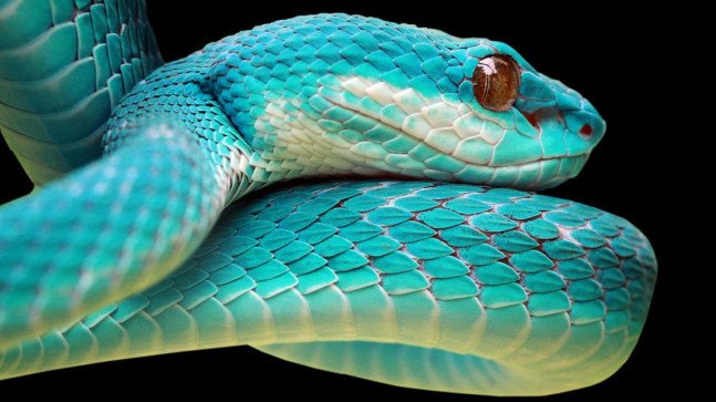 Yılan Türleri ve Çeşitleri Nelerdir?