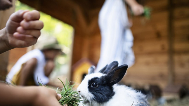 Tavşan Türleri ve Çeşitleri Nelerdir?