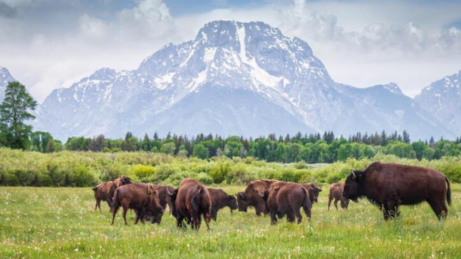 Nesli Tükenen Hayvanlar 2023: Dünyada ve Türkiye’de Nesli Tükenmekte Olan Hayvanlar Nelerdir?