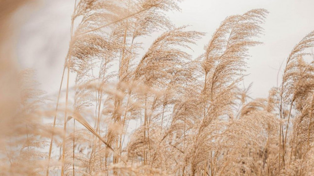 Pampas Otu Nedir? Pampas Çiçeğinin Dökülmemesi İçin Ne Yapılır?