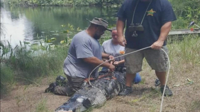 ABD’de 85 yaşındaki kadın timsah saldırısında öldü – Son Dakika Dünya Haberleri