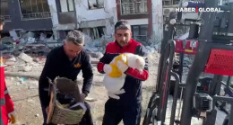Ağır hasarlı binaların enkazındaki kediler böyle kurtarıldı