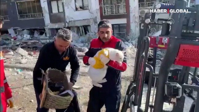 Ağır hasarlı binaların enkazındaki kediler böyle kurtarıldı