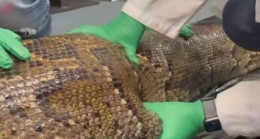 Dev burma pitonu timsahı yuttu 🐊 5 buçuk metrelik yılanın içinden çıkanlar görenleri şoke etti 🐍