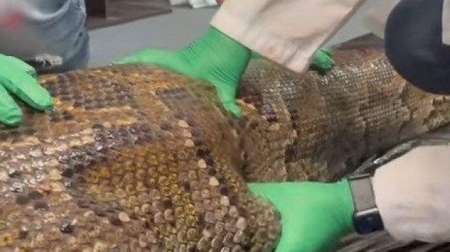 Dev burma pitonu timsahı yuttu 🐊 5 buçuk metrelik yılanın içinden çıkanlar görenleri şoke etti 🐍