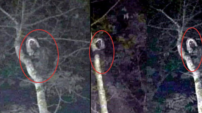 Devlet Başkanı paylaştı! 'Ruhani varlık' ağaçta… İnsanların eşyalarını çalıyor