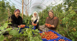 Dünya Emekçi Kadınlar Günü’nü serada domates toplayarak geçiriyorlar