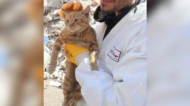 Kahramanmaraş’ta enkazdan kurtarılan kediye ‘AFAD’ adı verildi