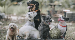 Köpek İsimleri 2023: En Güzel, Yaratıcı, Farklı, Yeni, Değişik, Popüler Yavru Dişi ve Erkek Köpek İsimleri