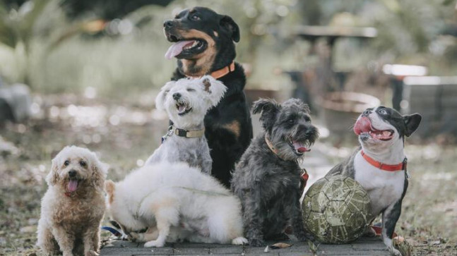 Köpek İsimleri 2023: En Güzel, Yaratıcı, Farklı, Yeni, Değişik, Popüler Yavru Dişi ve Erkek Köpek İsimleri