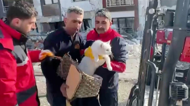 Malatya'da ağır hasarlı binaların enkazındaki kediler kurtarıldı