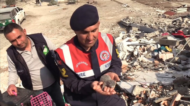 Osmaniye'de enkaz altında kalan 5 kedi yavrusu kurtarıldı