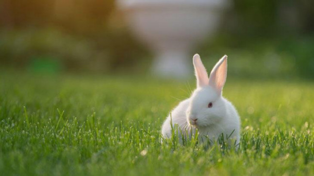 Tavşan İsimleri: En Güzel, Komik Dişi ve Erkek Tavşan Adları