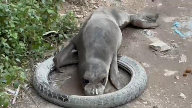 Yavru Akdeniz foku, sokak ortasında görüntülendi