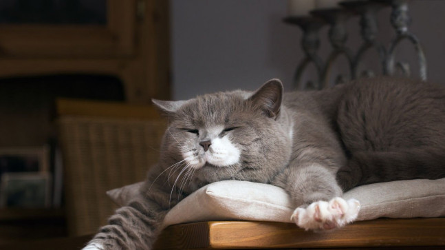 Kediler neden nefes alırken ağızlarını açar?