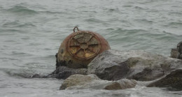 Ordu’da denizde mayın hareketliliği – En Son Haber