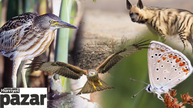Kızılca kuyrukkakan, boz çinte, altın avurtlak… Onları korumamız şart!
