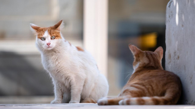 Kedi Cinsleri ve İsimleri: Evde Beslenebilecek Kedi Irkları, Türleri, Özellikleri ve Bakımı