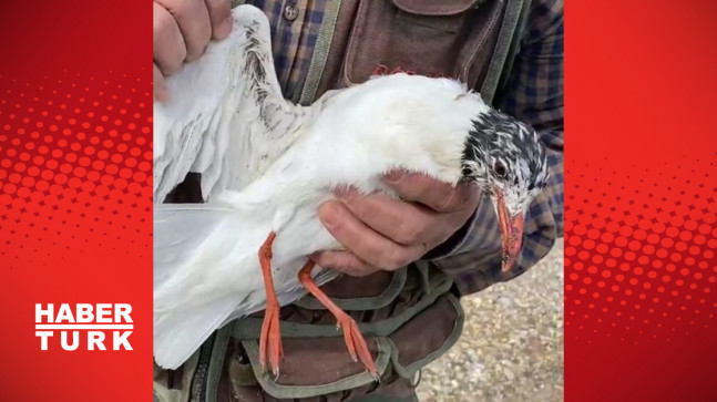 Misina ipine dolanan martıyı temizlik işçisi kurtardı