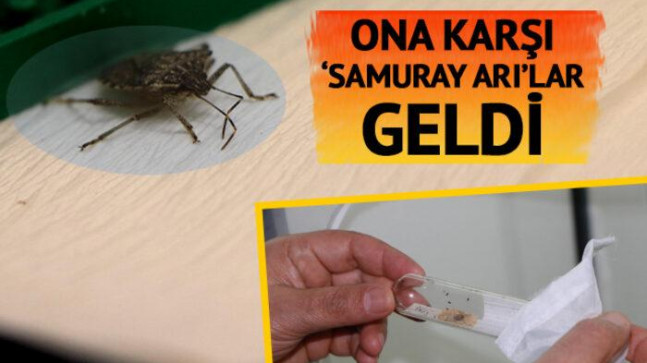 Bölgeye dadandı, günde 30 km yol katediyor! İstilacı ‘kahverengi kokarca’ya karşı Çin’den ‘samuray arı’lar geldi, çoğaltılıyorlar: Haziranda…