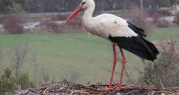 Leylekler vadisinin konukları gelmeye başladı