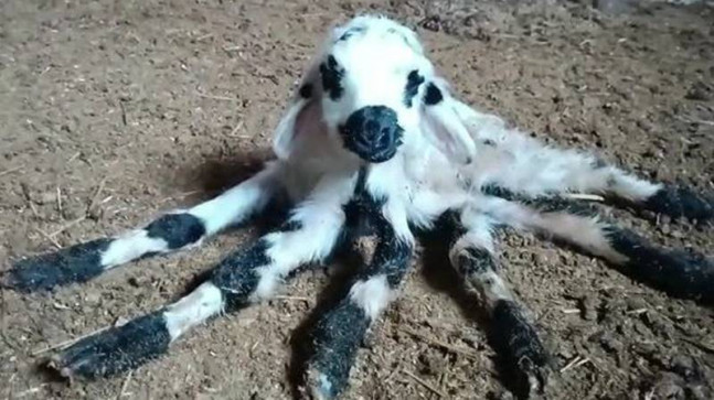 Altı bacaklı kuzu doğdu, görenler örümceğe benzetti!