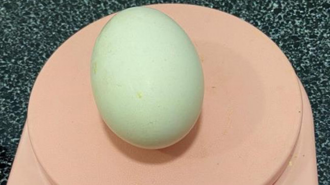Bu yumurta başka yumurta! Gören bir daha bakıyor… Şanlıurfa'da bir tavuk, 117 gram ağırlığında yumurta yumurtladı