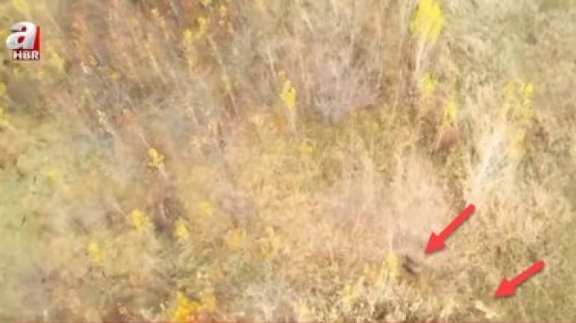 Çoban köpeği 20 domuza kafa tuttu 🐕 Vahşi doğa belgesellerini aratmayan görüntüler Türkiye’den!