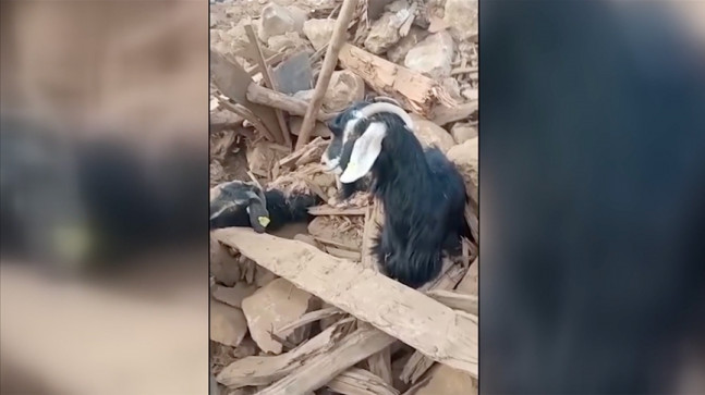 Kahramanmaraş'ta depremden 637 saat sonra enkazdan 2 keçi canlı çıkarıldı