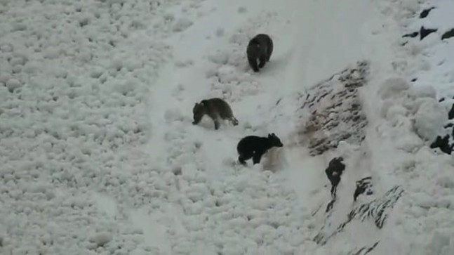 Kar, en çok onları sevindirdi: Boz ayı ailesi yerlerde yuvarlandı