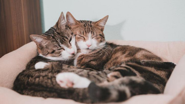 Kedi İsimleri 2023: Minik Dostlarınıza Verebileceğiniz En Güzel, Değişik, Farklı, Popüler, Komik, İngilizce Yaratıcı Dişi ve Erkek Kedi İsimleri