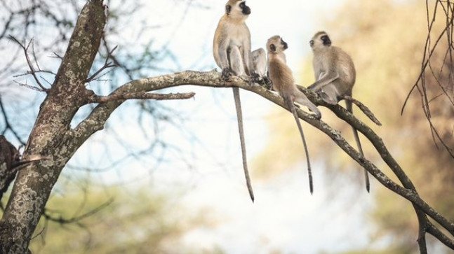 Maymun Türleri Nelerdir? En Büyük ve En Küçük Maymun Çeşitleri, İsimleri ve Özellikleri