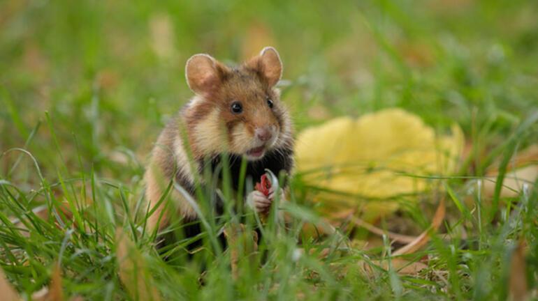 Hamster Türleri ve İsimleri Nedir Hamster Özellikleri Nelerdir