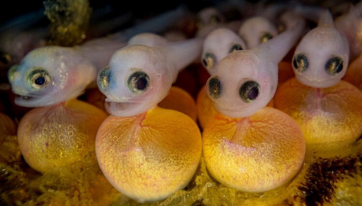 2023 yılının en iyi su altı fotoğrafları seçildi (2023  Underwater Photography Of The Year)