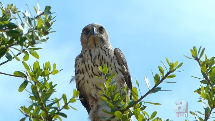 Kartal ile komodo ejderinin yaşam savaşı 🐉 Aç kartal gözünü yumurtalara dikti 🦅 | Vahşi doğanın acımasız yüzü