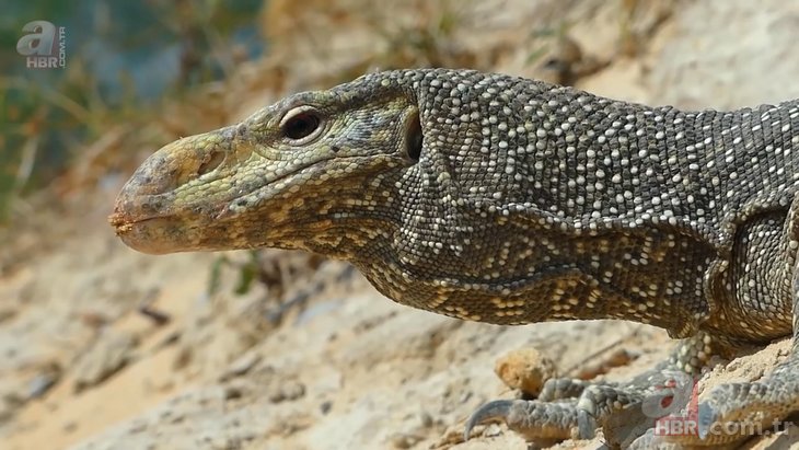 Kartal ile komodo ejderinin yaşam savaşı 🐉 Aç kartal gözünü yumurtalara dikti 🦅 | Vahşi doğanın acımasız yüzü