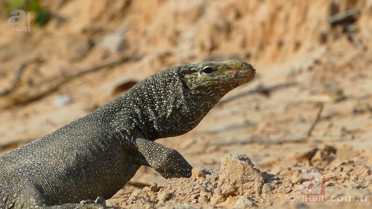 Kartal ile komodo ejderinin yaşam savaşı 🐉 Aç kartal gözünü yumurtalara dikti 🦅 | Vahşi doğanın acımasız yüzü