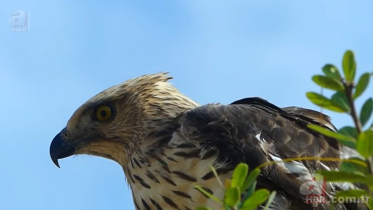 Kartal ile komodo ejderinin yaşam savaşı 🐉 Aç kartal gözünü yumurtalara dikti 🦅 | Vahşi doğanın acımasız yüzü