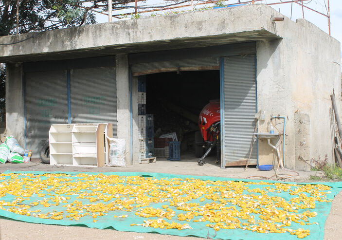 Adana'da atıl limonları ekonomiye kazandırıyorlar