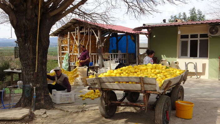 Adana'da atıl limonları ekonomiye kazandırıyorlar