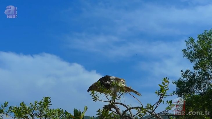 Kartal ile komodo ejderinin yaşam savaşı 🐉 Aç kartal gözünü yumurtalara dikti 🦅 | Vahşi doğanın acımasız yüzü