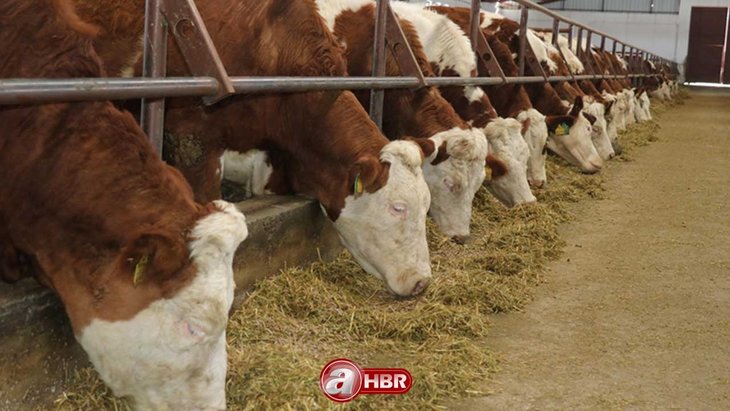 Şap virüsü nedir? Hayvandan insana bulaşır mı, öldürür mü? Nasıl bulaşır, zararları neler? Şap hastalığı ne demek?